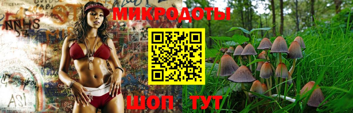 Псилоцибиновые грибы Psilocybe Губкинский